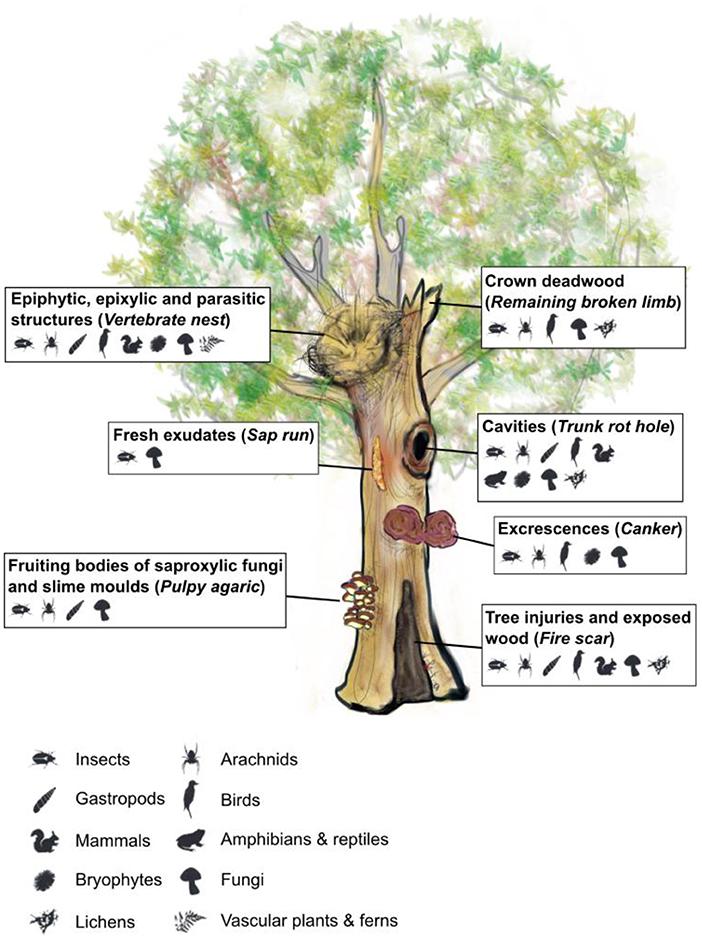 The Magical Giant⁤ Tree‌ At The Heart Of The Story