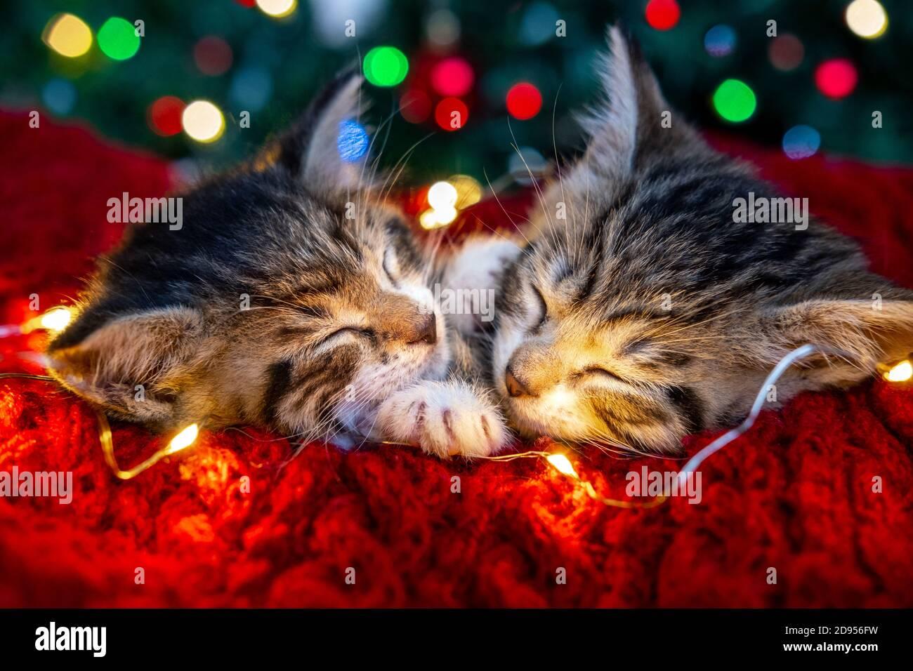 - The Christmas Kittys Plight: Lost​ In The Frigid Winter Night