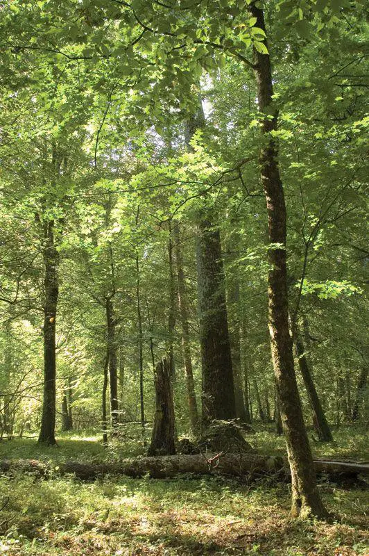 Journey Through The Forest With Oyisa And Friends