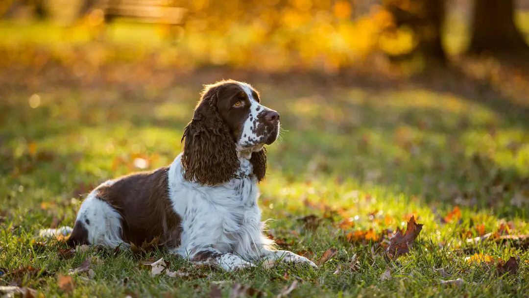 Exploring The Moral Ambiguity Of The Gun-Dog