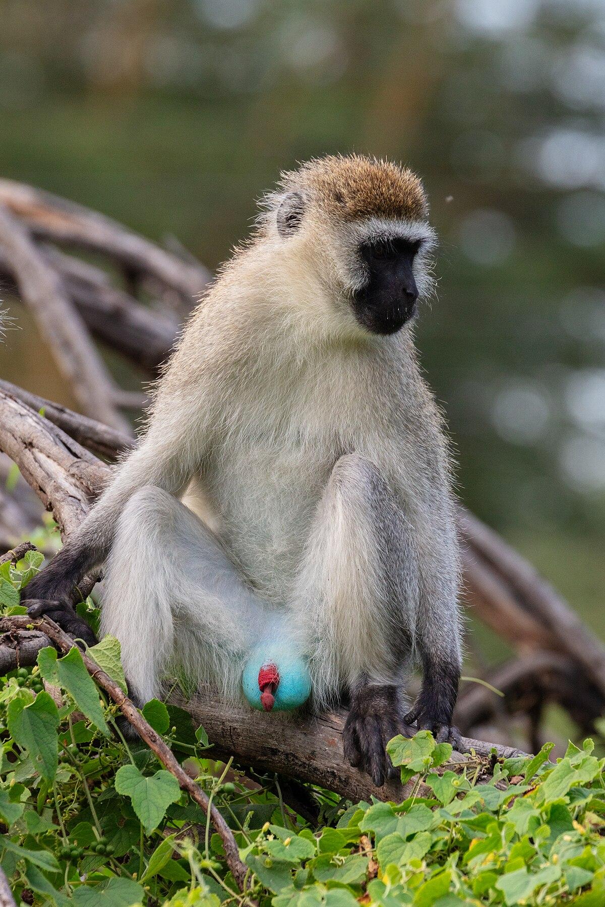 Discovering The Monkeys Vibrant World