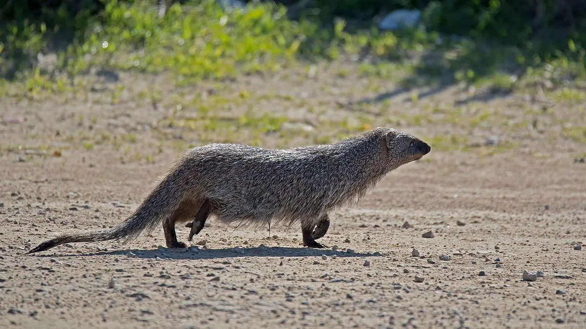 Hawaiis Hidden Habitats: Locating Rare And Elusive Creatures