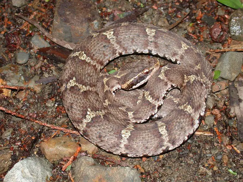 Mamushi The Viper Of Chinatown