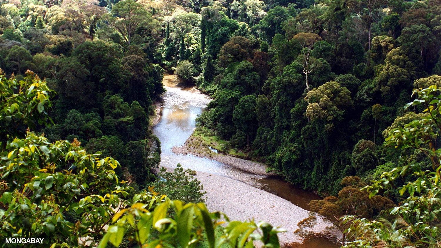 Discover The Wonders Of Tropical Rainforests