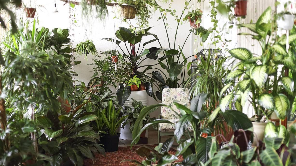 Urban Jungles Unique Blend Of Planting And Unpacking