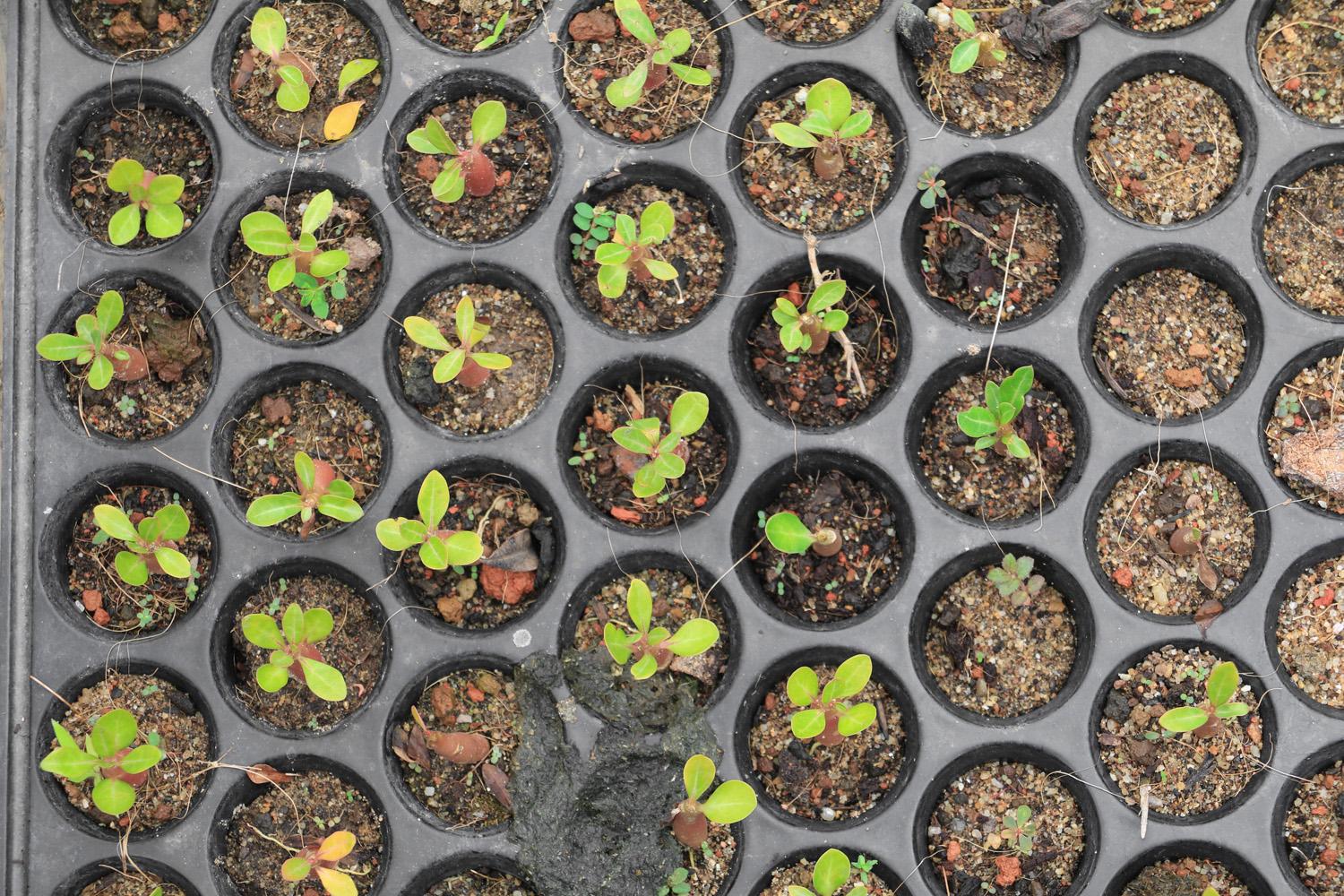 Plant Varieties And Their Real Life Counterparts